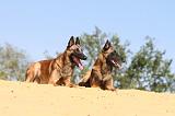 MALINOIS 194